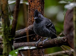 Percnostola rufifrons Black-headed Antbird (male); Serra do Navio, Amapá, Brazil (cropped).jpg