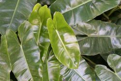 Philodendron burle-marxii 4zz.jpg