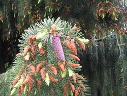 Picea breweriana cones01.jpg