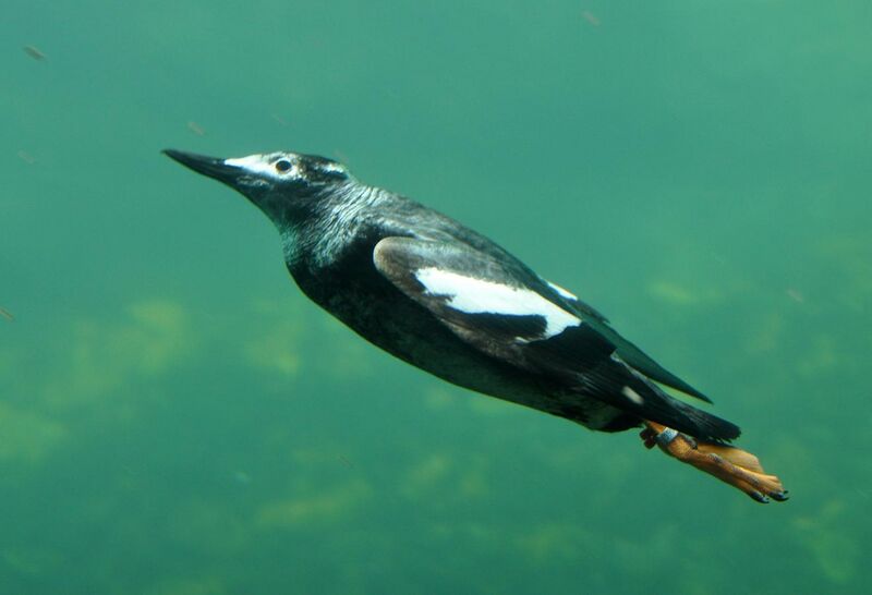 File:Pigeon Guillemot underwater in Living Coasts.jpg