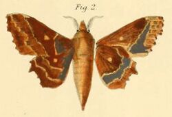 Pl.1-02-Gastropacha knoblauchii=Mimopacha knoblauchii (Dewitz, 1881).JPG