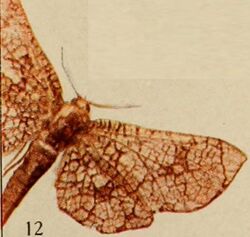 Pl.14-12-Proterozuxis medjensis=Chrysotypus medjensis (Holland, 1920).JPG