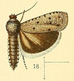 Pl.3-fig.18-Phycodes punctata Walsingham, 1891.jpg