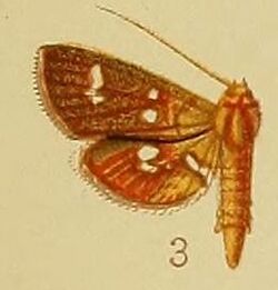 Pl.41-fig.03-Nausinoe argyrosticta (Hampson, 1910) (Lepyrodes).JPG