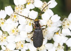 Polemius laticornis imported from iNaturalist photo 21969984 on 26 June 2019.jpg