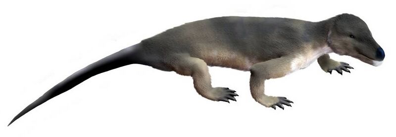 File:Procynosuchus NT.jpg
