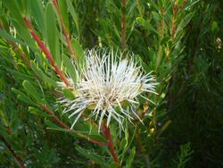 Protea lanceolata flower 2.JPG