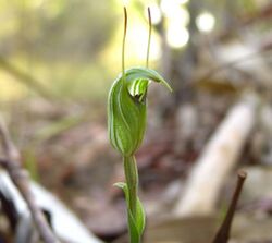 Pterostylis concinna 2.jpg