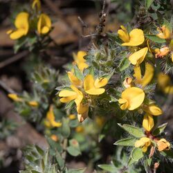 Pultenaea trinervis.jpg