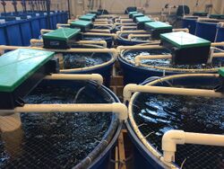 Recirculating Aquaculture System 7.jpg