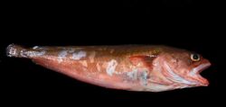 Red codling - Pseudophycis bachus.jpg