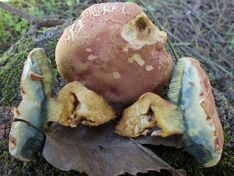 Rheubarbariboletus persicolor 575536.jpg