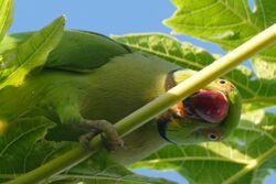 Photo of a green parrot among leaves