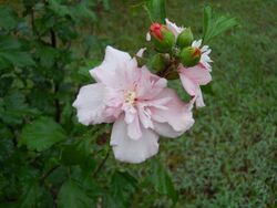 Rose of Sharon - double bloom.jpg
