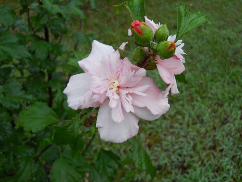 File:Rose of Sharon - double bloom.jpg