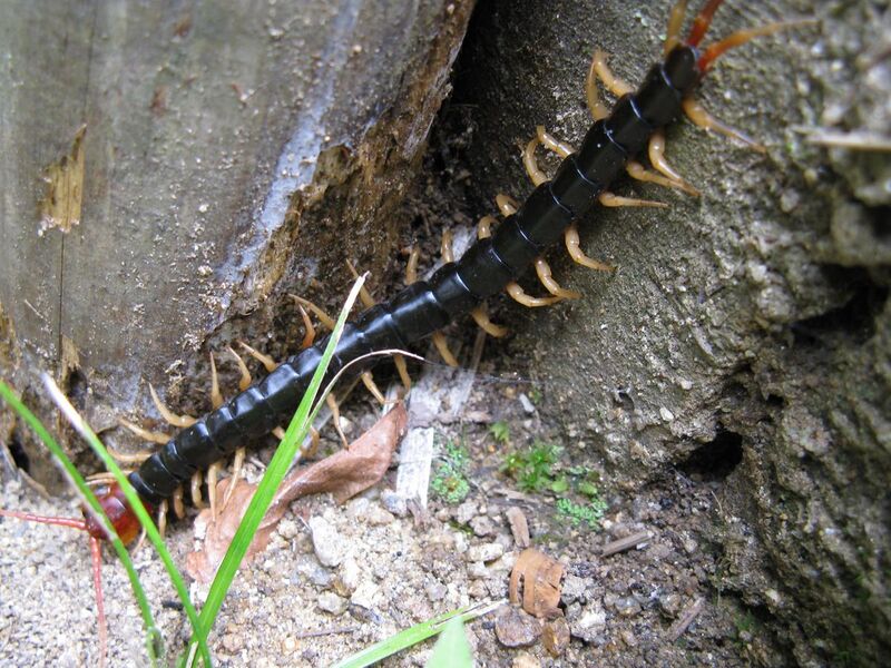 File:Scolopendra subspinipes mutilans1.jpg
