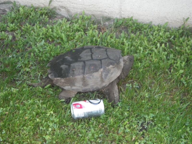 File:Snapping turtlewithcan.jpg