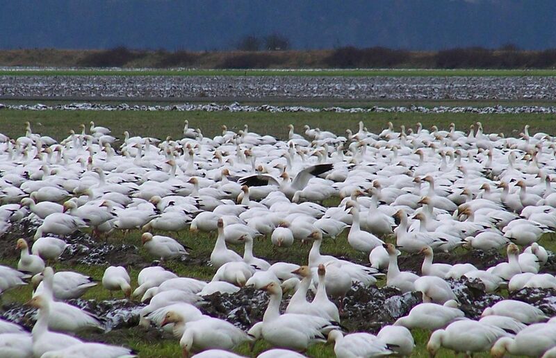 File:Snow Geese in Fir Island field - 2009.jpg