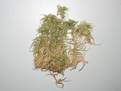 Sphagnum subnitens.jpeg