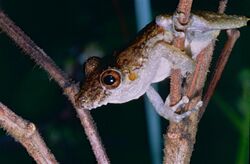 Spix's Snouted Treefrog (Scinax nebulosus) (14095423325).jpg