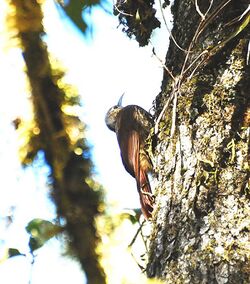 Spot-crowned Woodcreeper.jpg