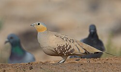Spotted sandgrouse (cropped).jpg