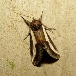 Staghorn Cholla Moth (37862377962).jpg