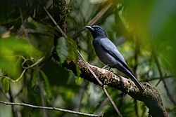 Sunda Cuckooshrike 0A2A3665.jpg