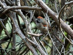 Synallaxis subpudica - Silvery-throated Spinetail.jpg