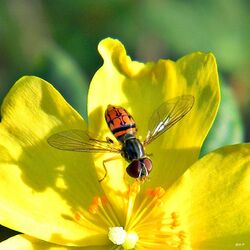 Syrphid Fly (Toxomerus sp.) (8407181051).jpg