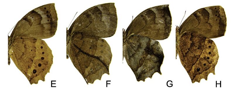 File:Taygetis ypthima variations in ventral view.jpg