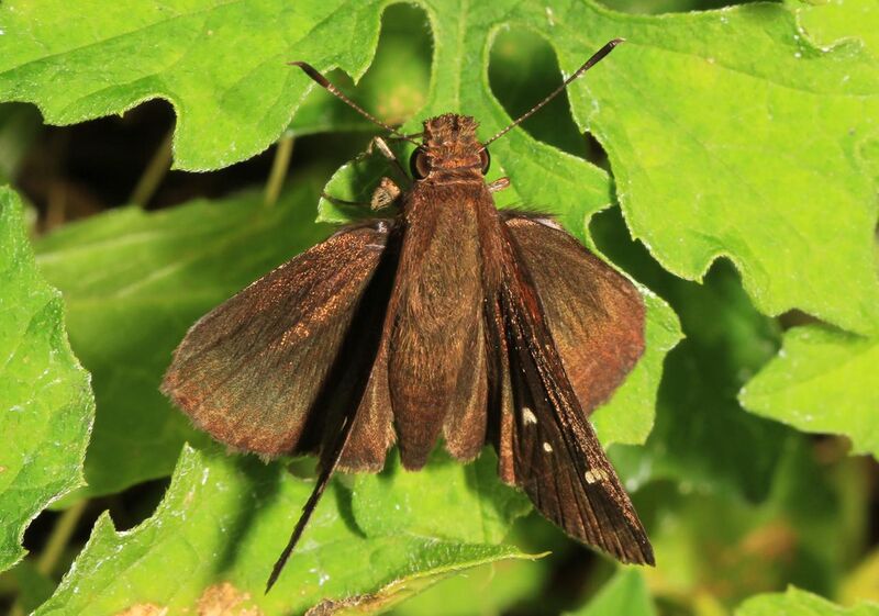File:Three-spotted Skipper - Cymaenes tripunctus, Bird Rookery Swamp, Collier County, Florida (31816369594).jpg