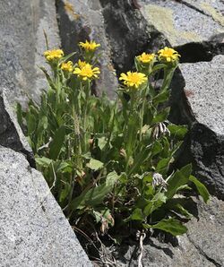 Tonestus peirsonii Inyo tonestus Long Lake cliffs.jpg