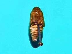 Tortricidae - Cydia pomonella (pupa).JPG