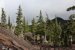 Hemlock trees form a forest, but the underlying lava shows through bare in the lower left