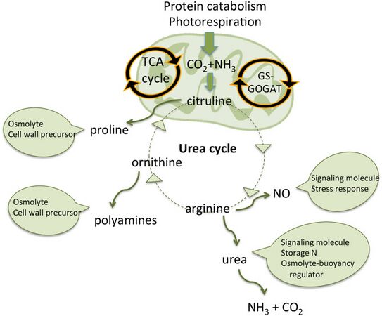 Mitochondrial urea cycle in a generic diatom cell and the potential fates of urea cycle intermediates