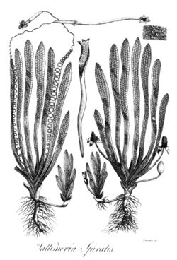 Vallisneria spiralis Erasmus Darwin 1789.jpg
