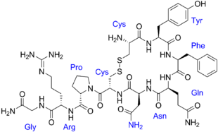 Vasopressin labeled.png