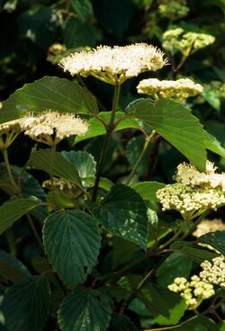 Viburnum dentatum flowers.jpg