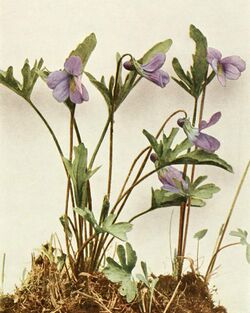 Viola pedatifida var. brittoniana WFNY-136B.jpg