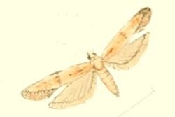 Vladimirea glebicolorella.jpg