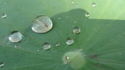 Water droplets in lotus2.JPG