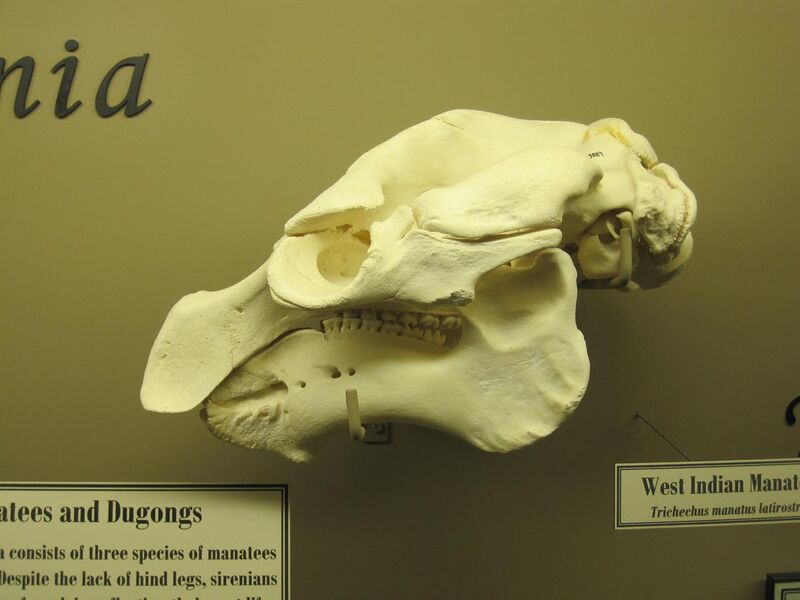 File:West Indian Manatee Skull.jpg