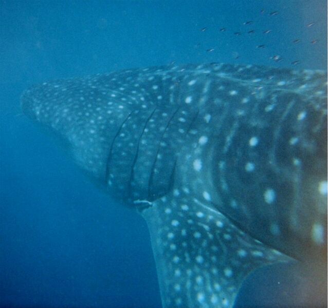 File:Whale shark Australia.jpg