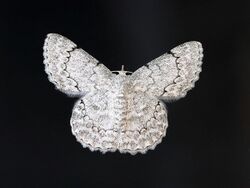 White looper moth 1990.jpg