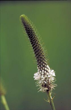 White prairie clover flower dalea candida stem with the bottom flowering white and the top green.jpg