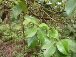 Xanthostemon oppositifolius 116393026.jpg