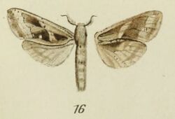 16-Oreocossus occidentalis Strand, 1913.JPG