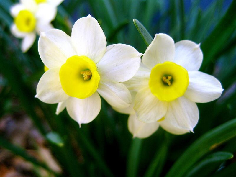 File:A Perfect Pair Daffodills (Narcissus) - 8.jpg
