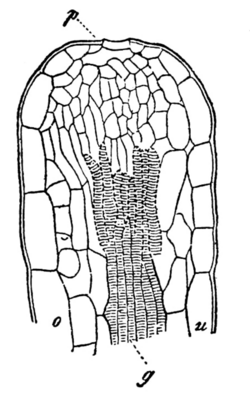 A section of hydatoda in the leaf of Primula Sinensis.png